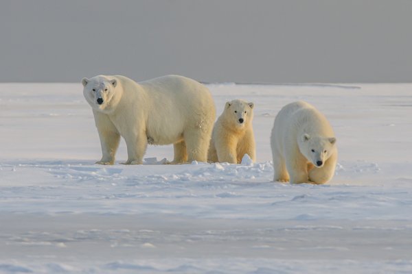Où participer à une expédition pour observer les ours polaires en Arctique ?
